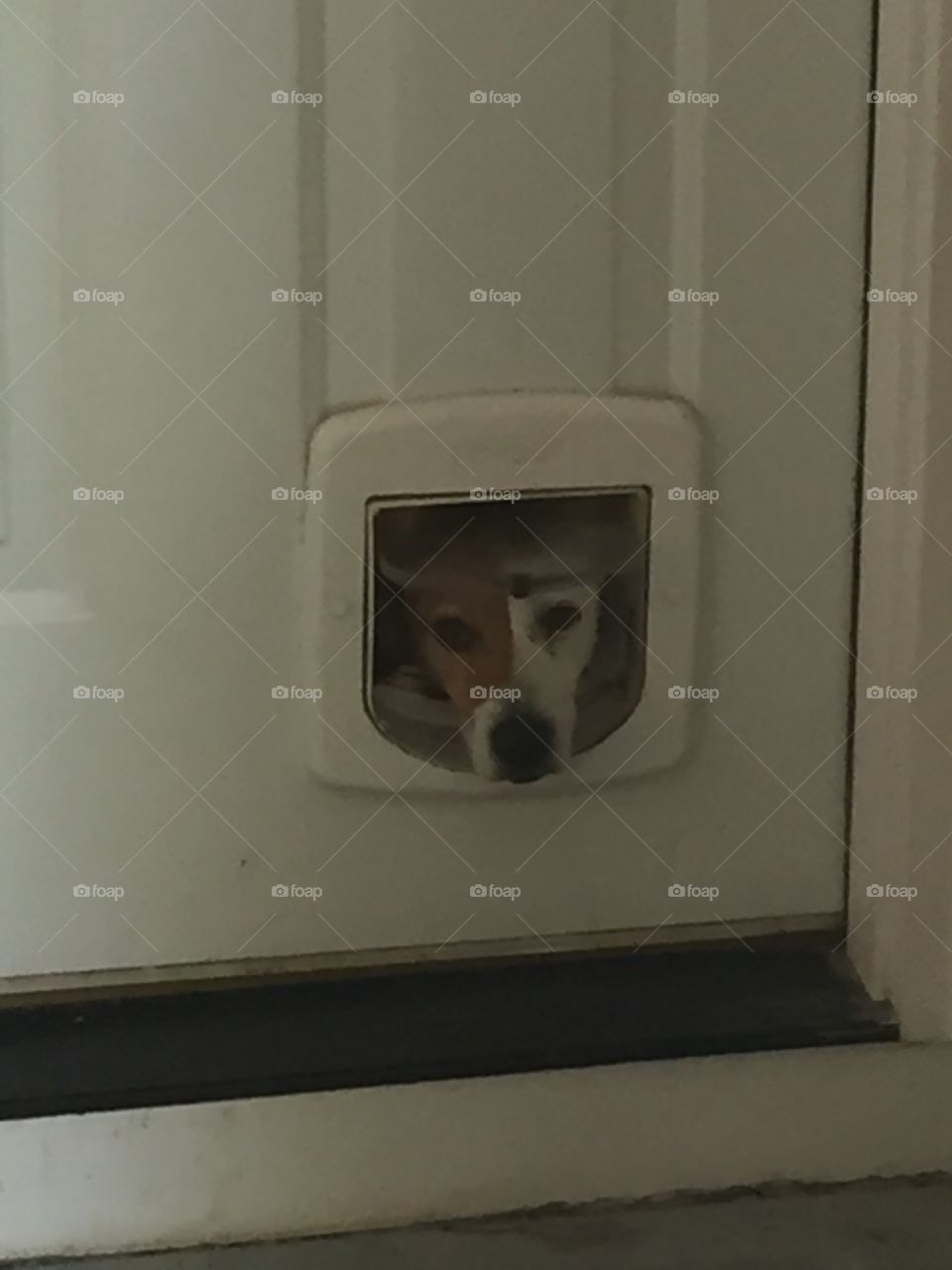 Dog looking through cat door