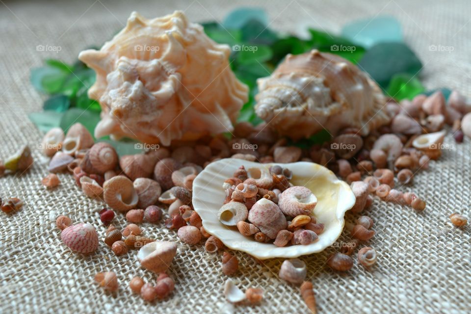 Close-up of conch shells