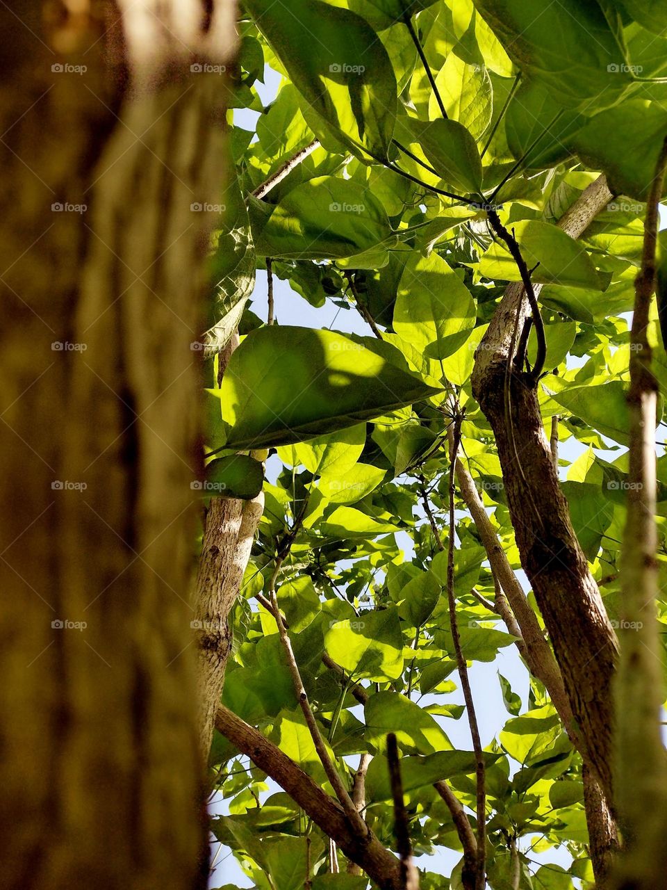 Closeup of a beautiful tree trunk with the elegant sun rays shining through the green leaves on a lovely Spring day