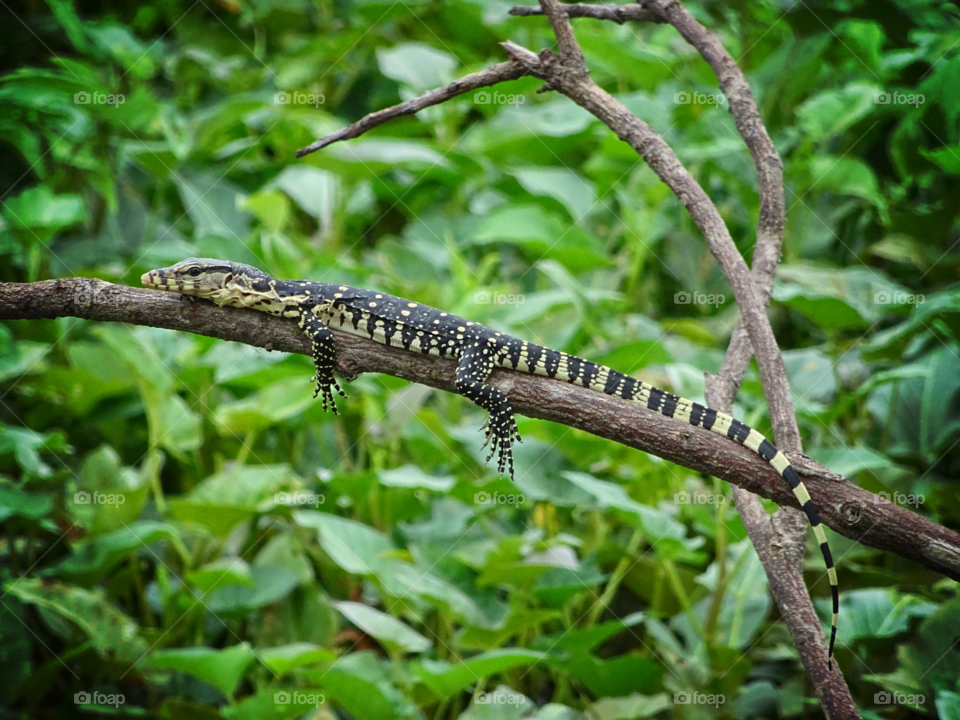 water monitor (ตัวเงินตัวทอง)