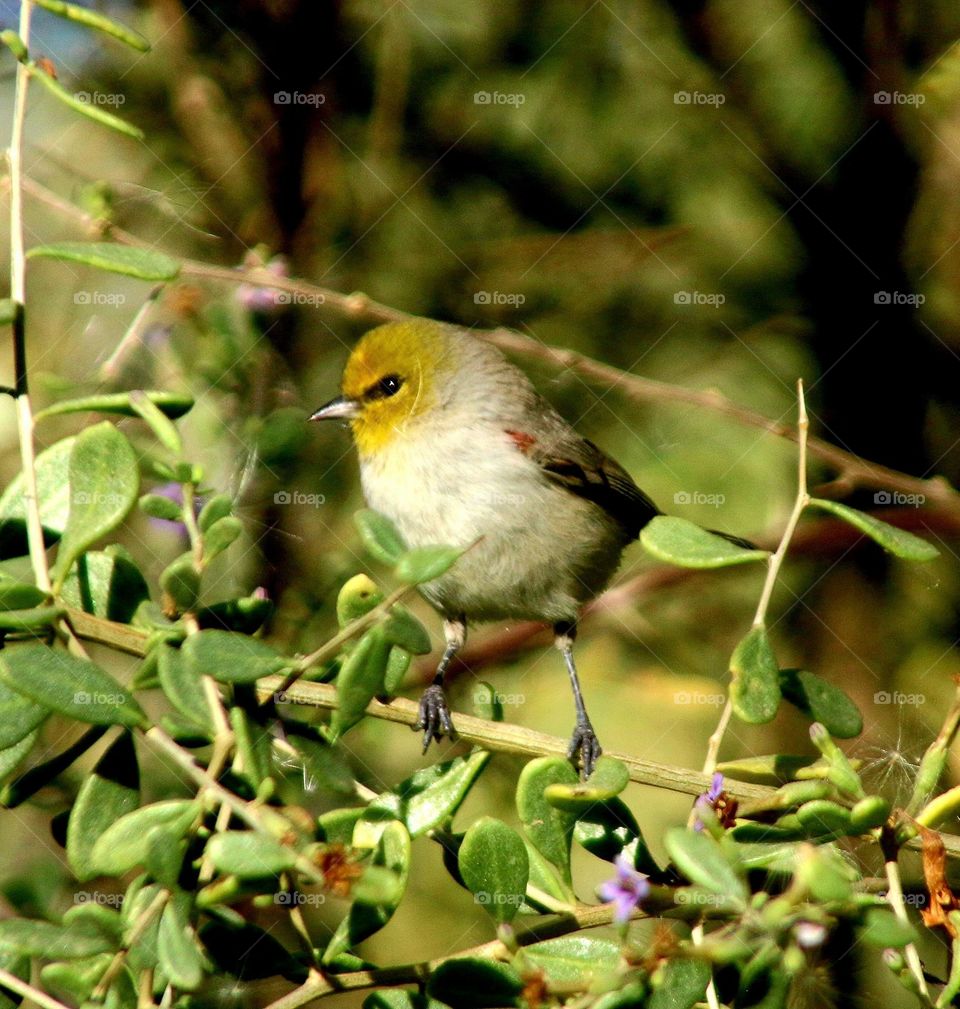 Verdin Perched in a Tree