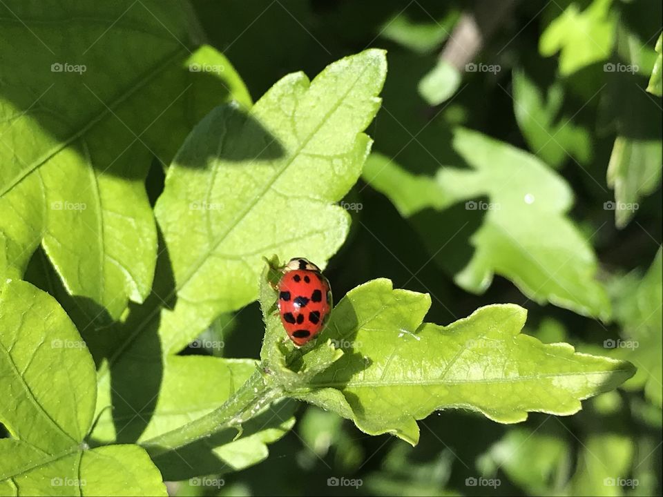 Ladybug 