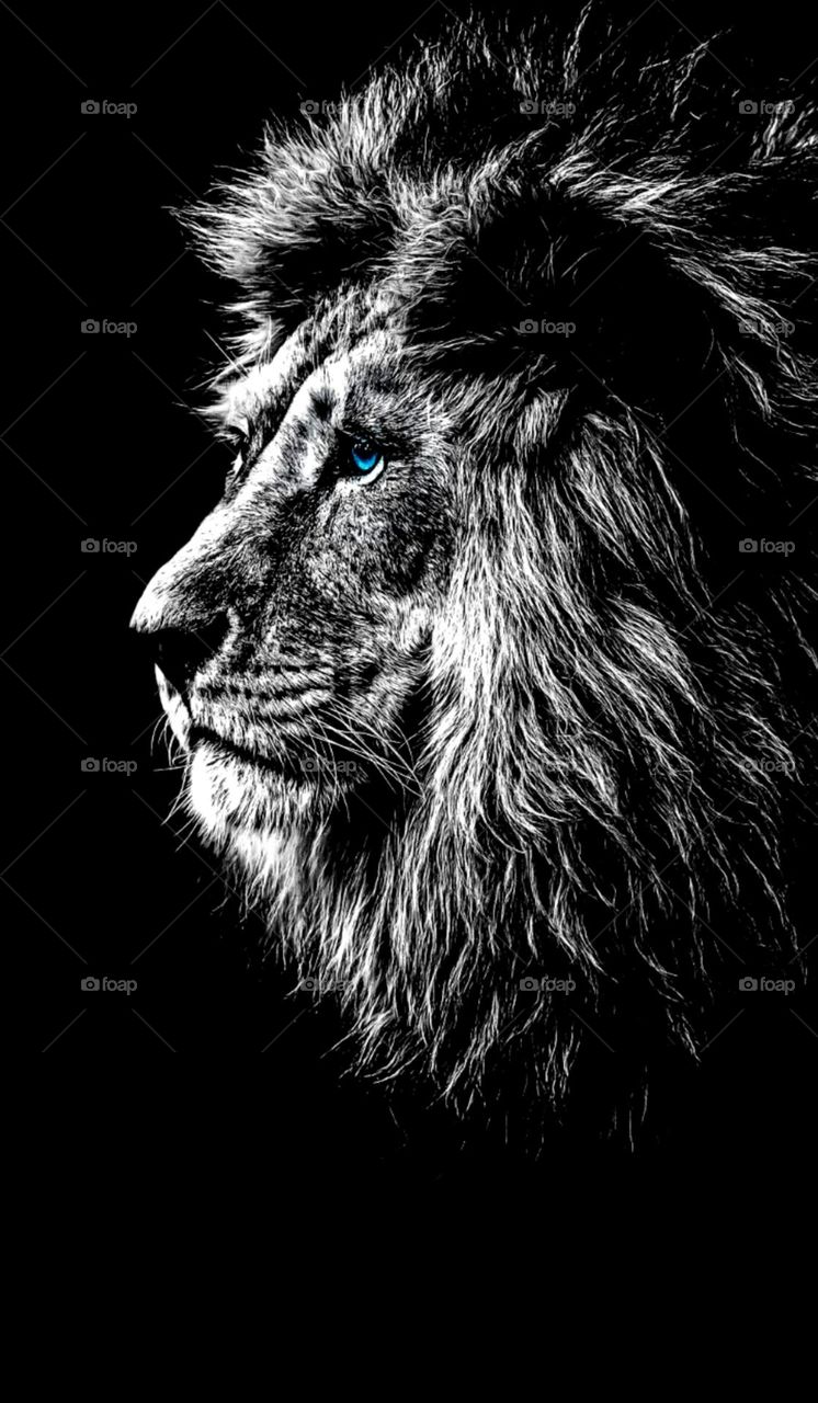 so beautiful black & white lion face photo look so scary it's a wild animal and dangerous so cute eyes and also nice look