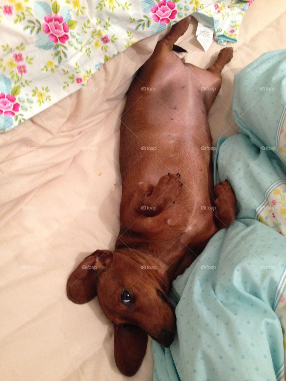 Dachshund laying on back on bed