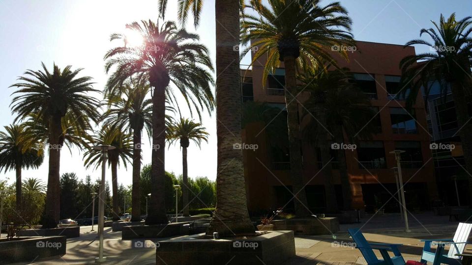palm trees. at googles campus