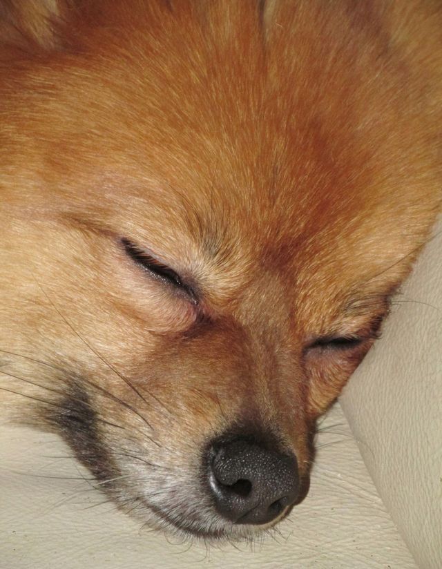 Leo Sleeps