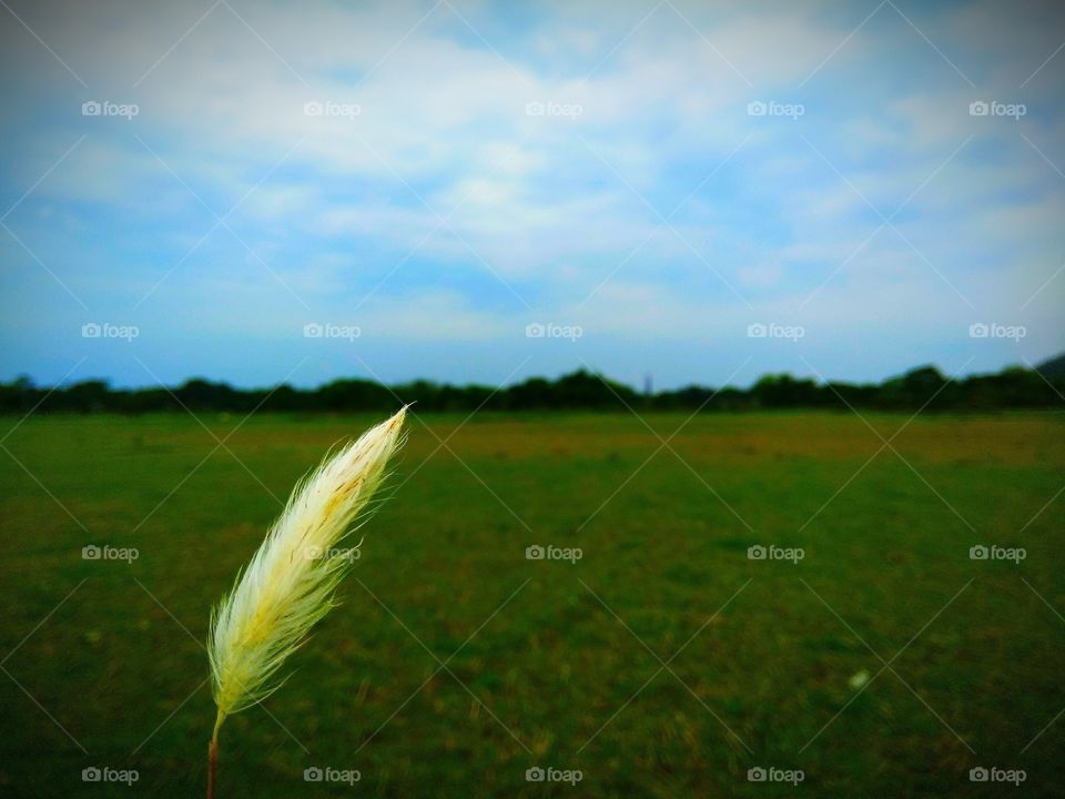 sky....grass..wings....