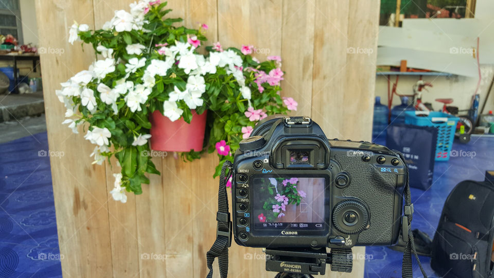 Vinca flowers on wood BG. DSLR camera on tripod to take a photo of beautiful vinca flowers inthe pot hanging on a nice wood strip background