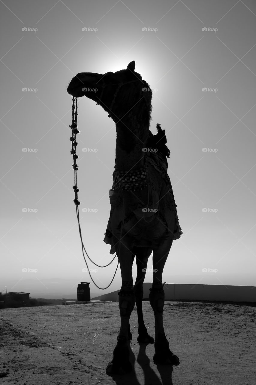 silhouette of a camel