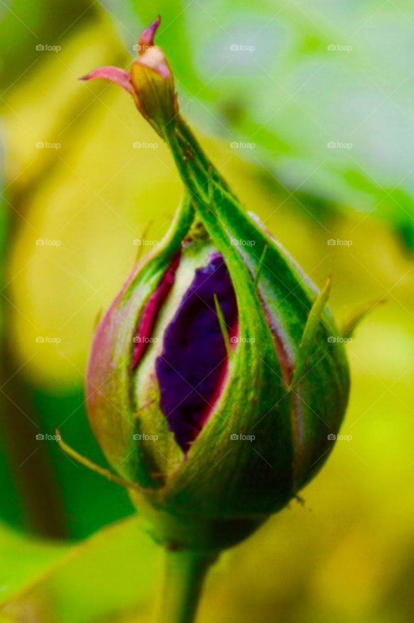 Flower bud 