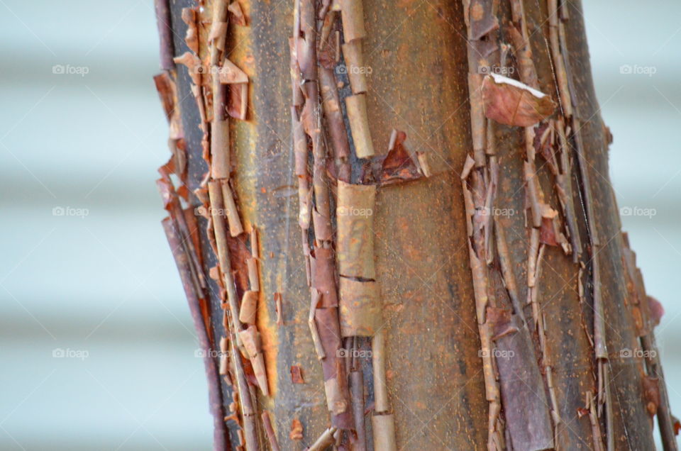 The cinnamon-colored curling wood shavings reveal beautiful hidden shades of brown wood on this Paperback Maple Tree. 🌳