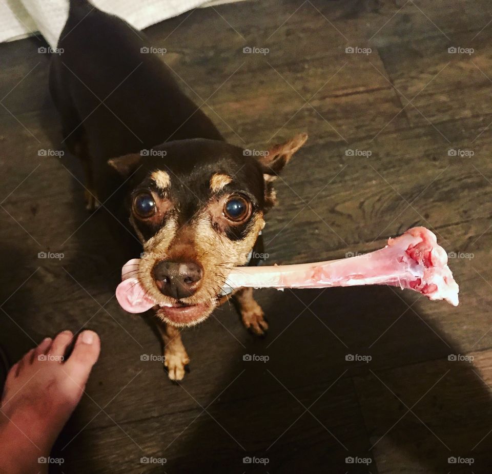 Little dog with big appetites 