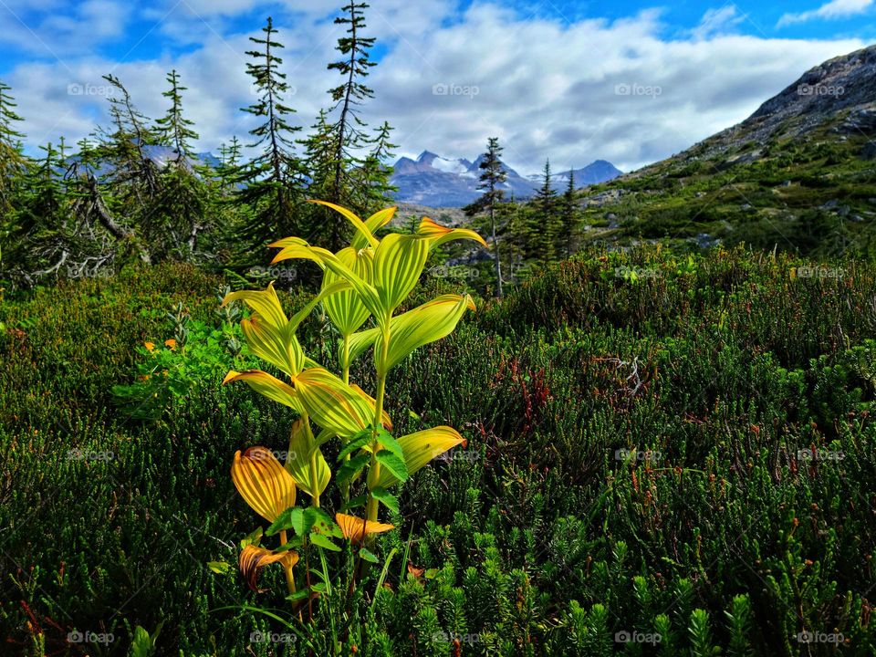 Beautiful Ombre leaves