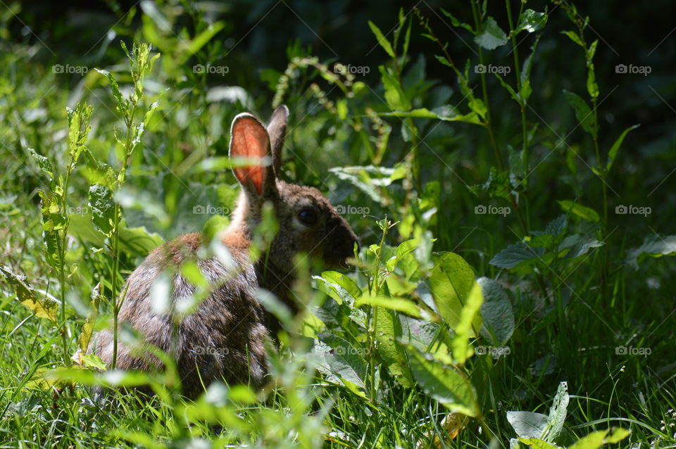 Close-up of a cute bunny