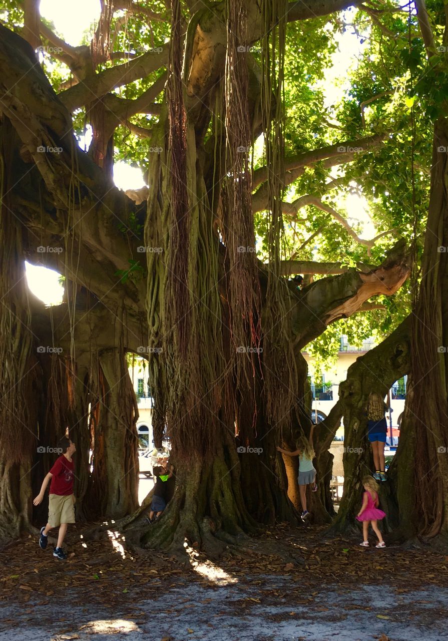 Children playing in Banyan tree