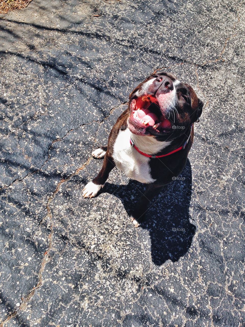 Sunning herself . Goofy dog 