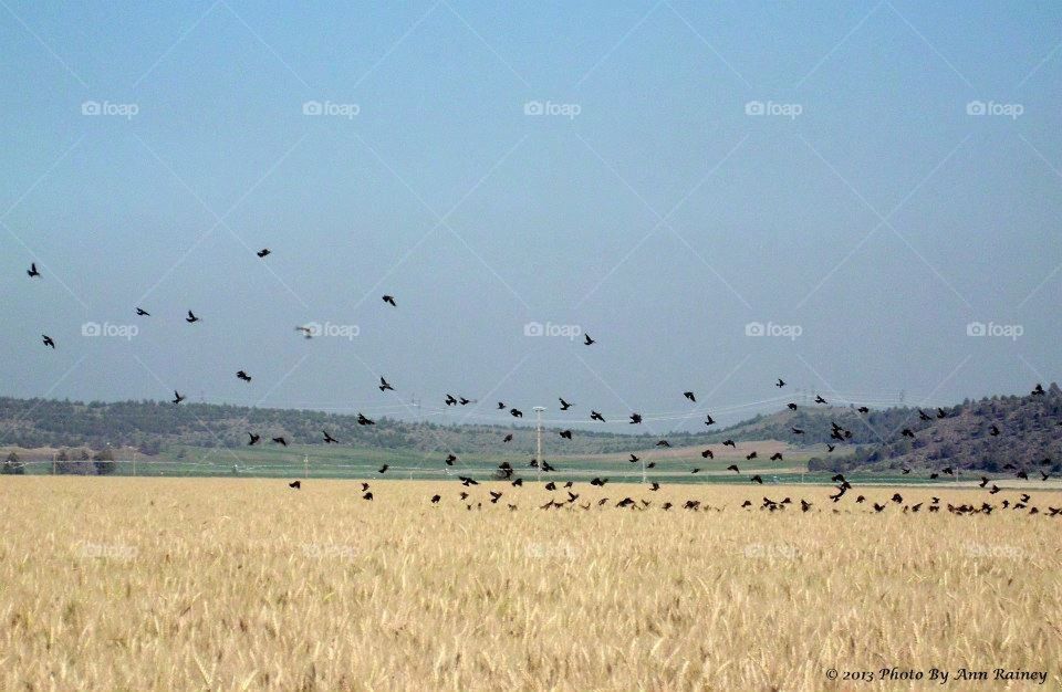 Crows in the wheat field