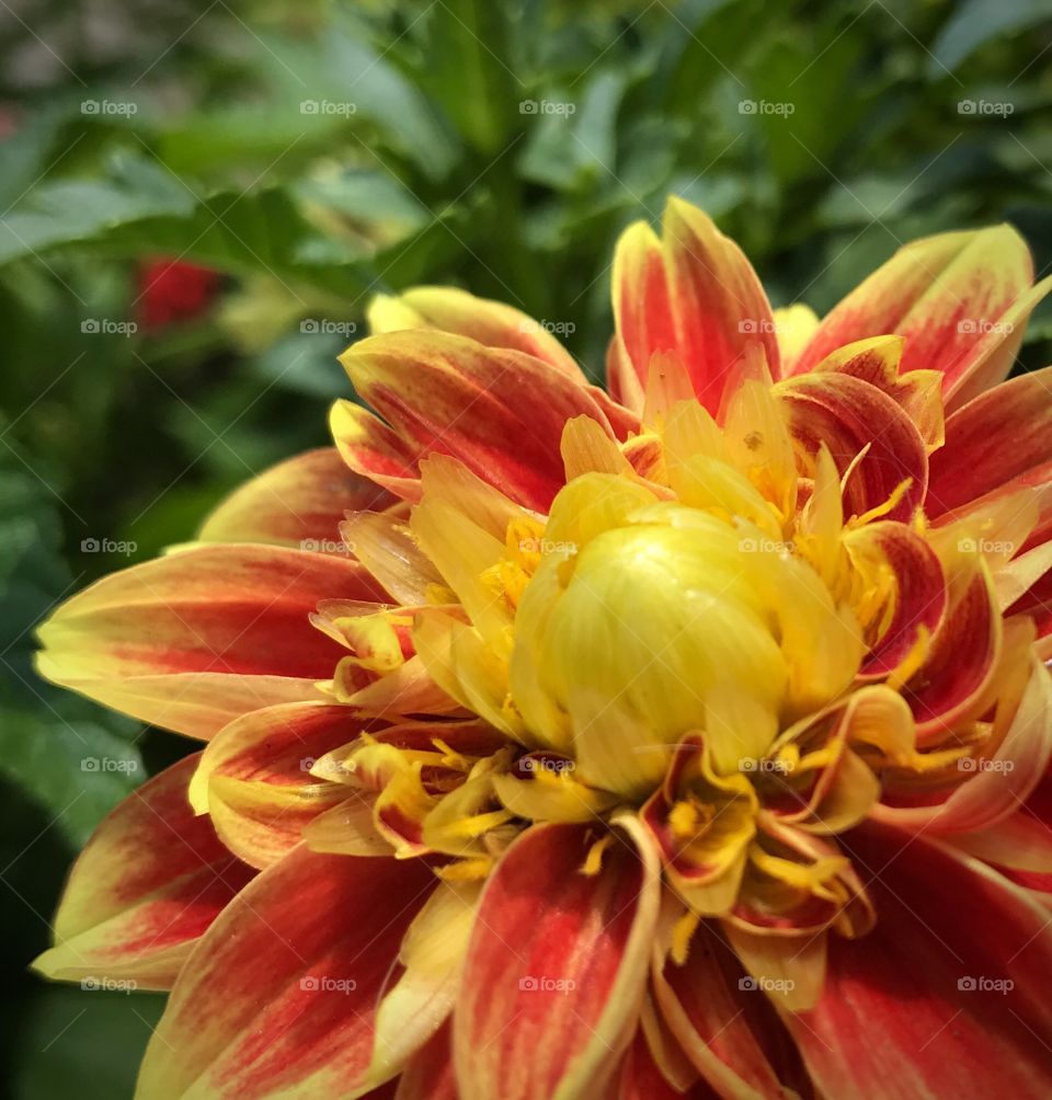 Flower almost in full bloom