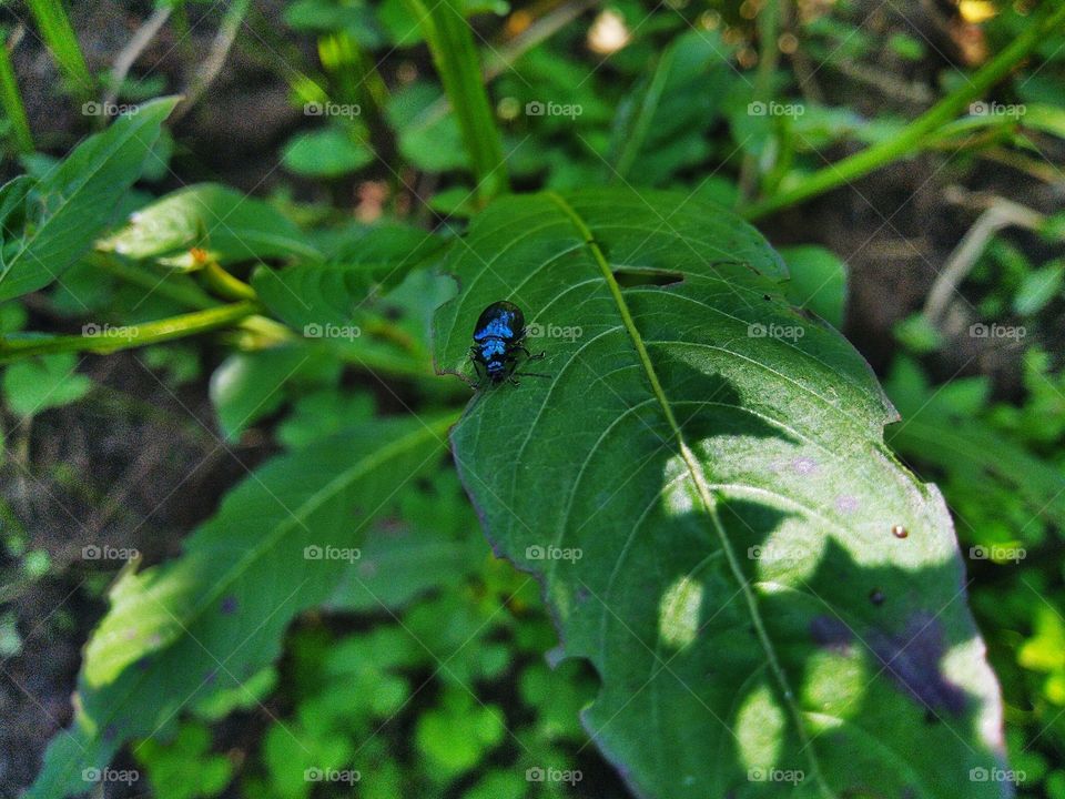 The alder leaf beetle, is a species of leaf beetle in the genus Agelastica.