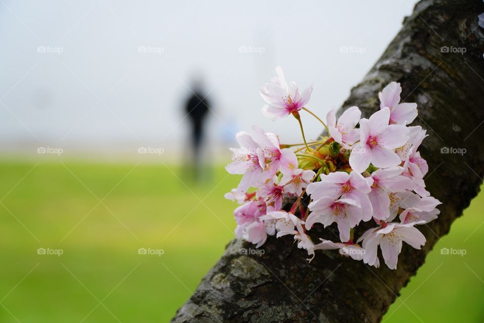 Cherry Blossom in Bloom