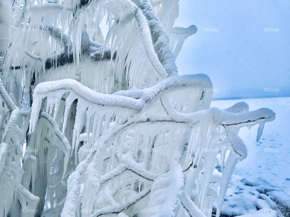 Frozen tree branches 