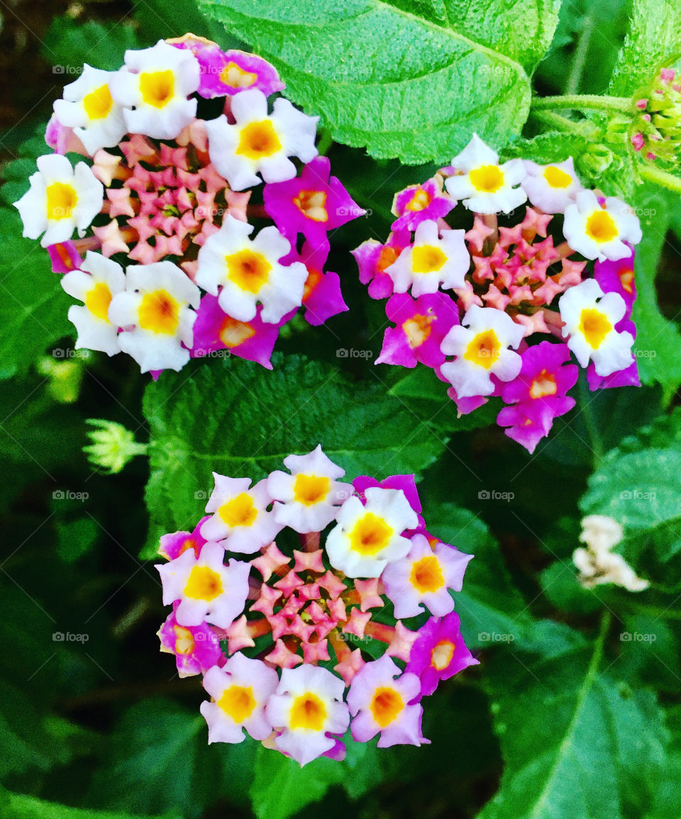 FOAP MISSIONS - 🇺🇸 The power of the three: 3 very delicate flowers embellishing our garden. They're called Lantanas! / 🇧🇷 O poder do três: 3 flores muito delicadas embelezando nosso jardim. Se chamam Lantanas!