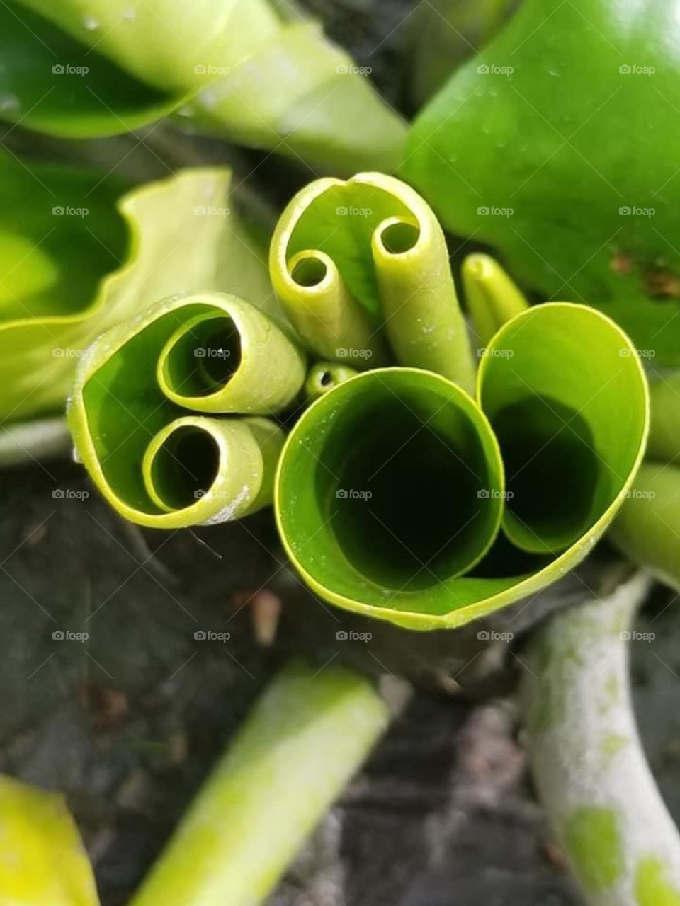 I wish I knew what this was. However, the only thing I know about this is that nature is truly Gods gift.  