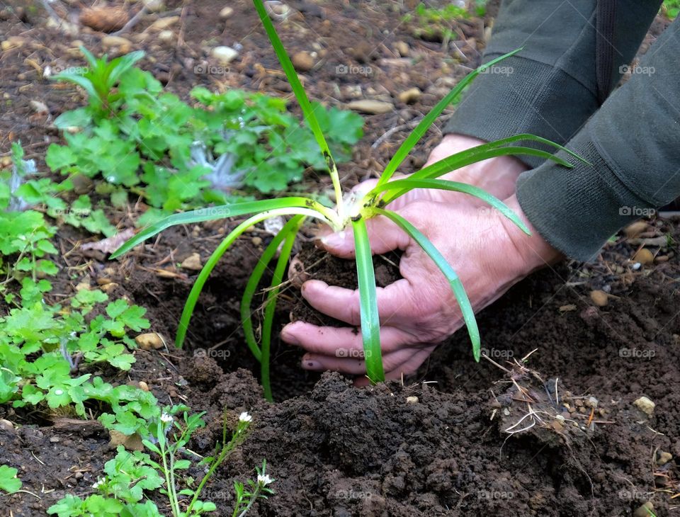 planting