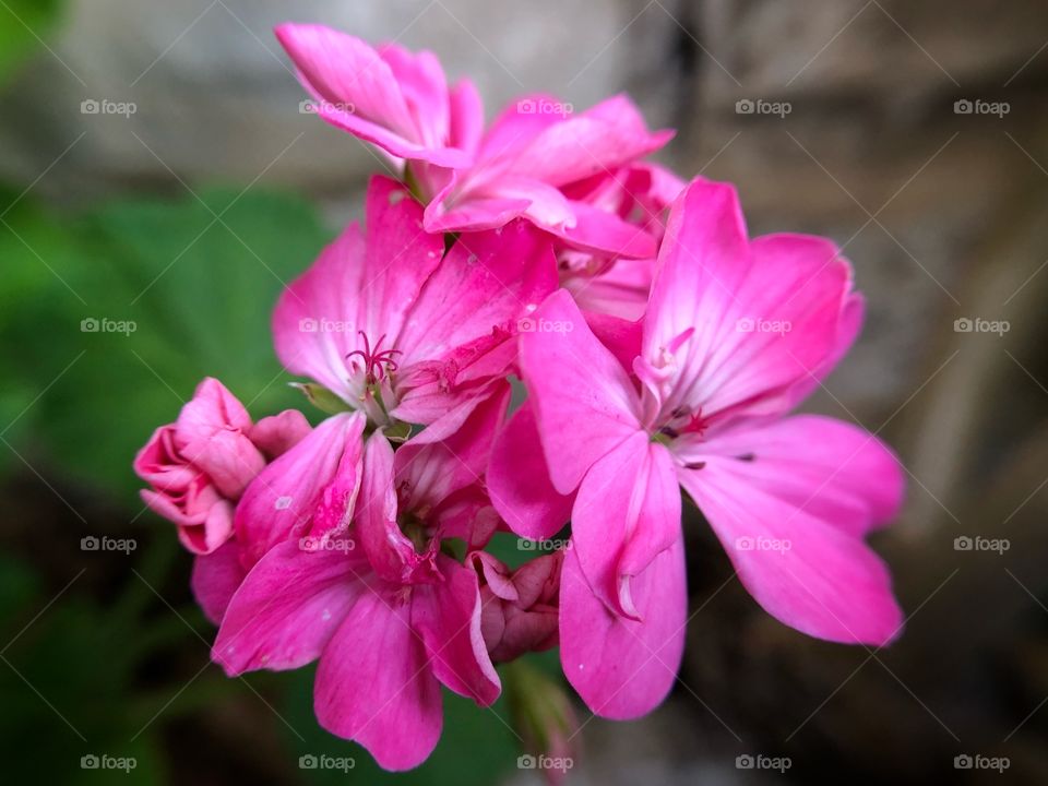 A closeup of some cute flowers in the garden. So fragile, so delicate, and still so live and lovely! Bright colors in a garden in the middle of a big city.