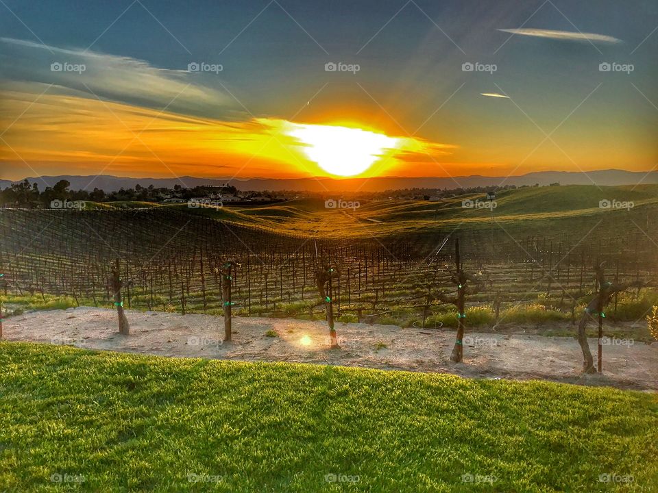 Sunset at the vineyard 