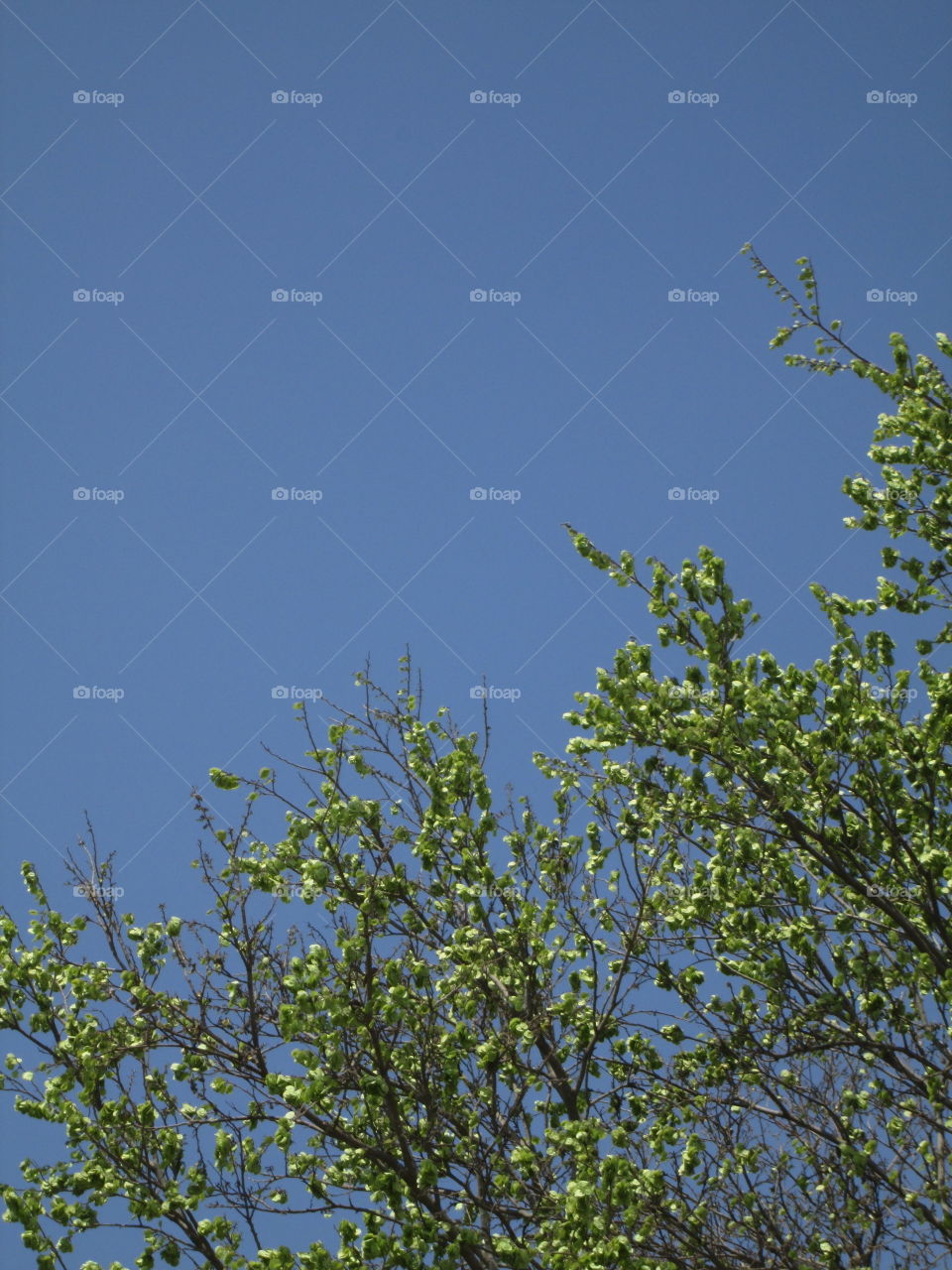 THEY ARE NOT FLOWERS!!!. THEY ARE SEED'S !!!!!