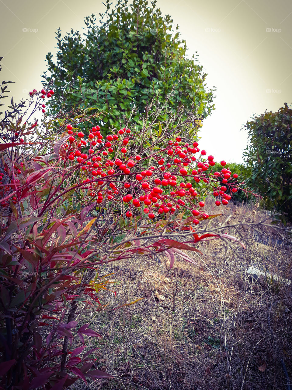 Red berries