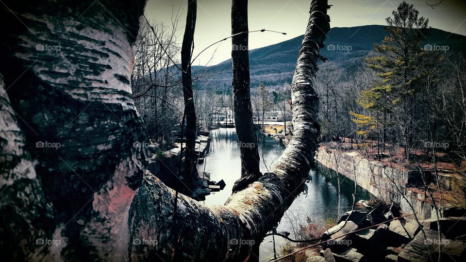 Birch tree marble quarry vt