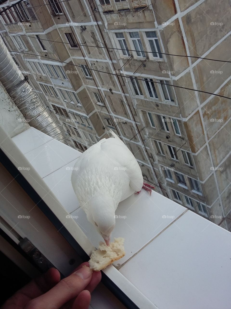 White Pigeon 3