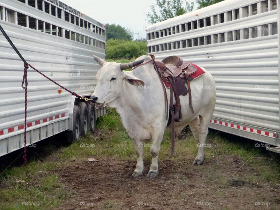 Steer riding.