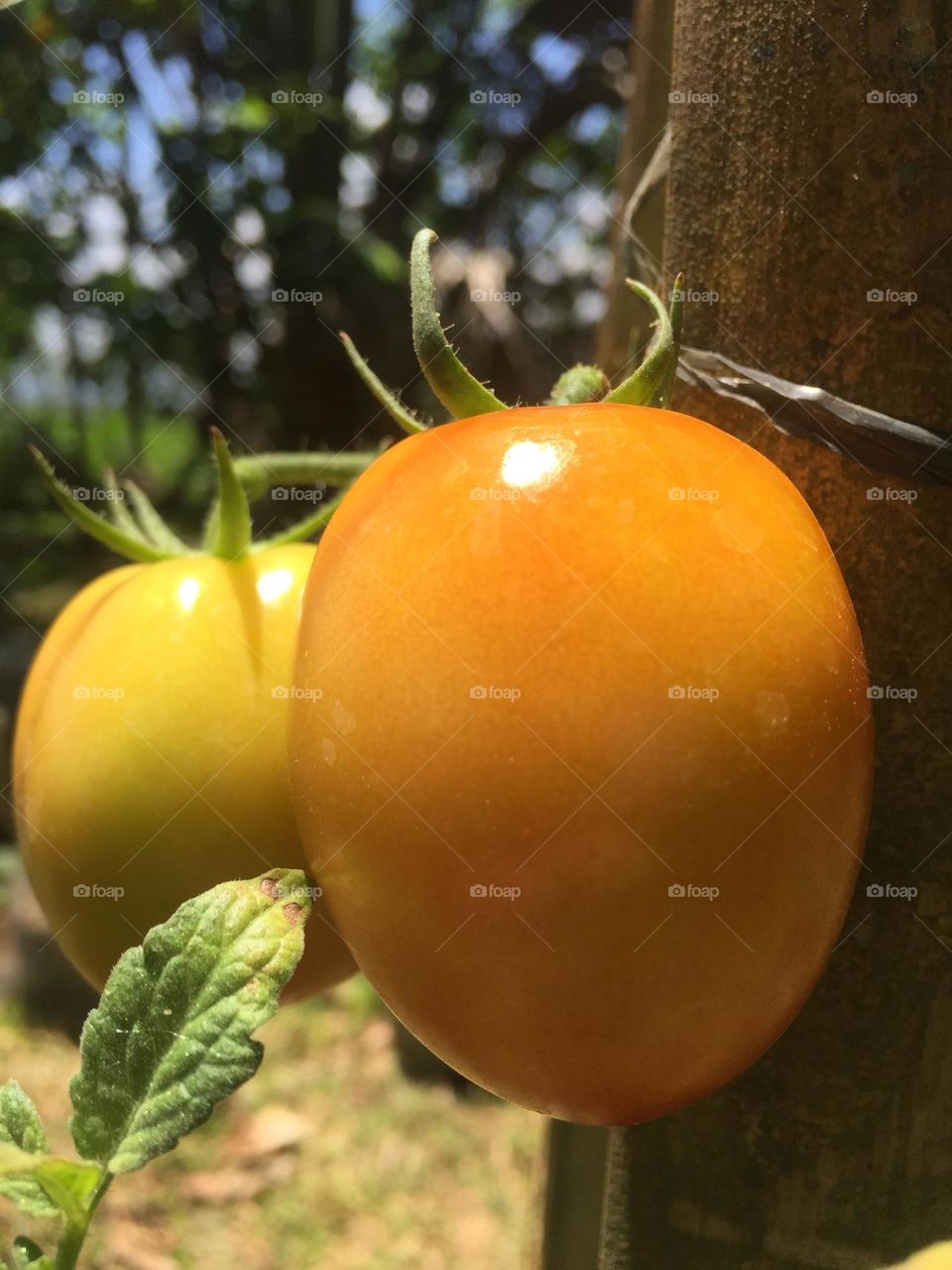 Tomato from our small garden  