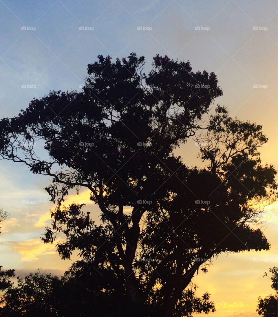 Uma bela paisagem com as árvores do campo. Cores diversas no céu, silhueta formosa e beleza inconteste. 