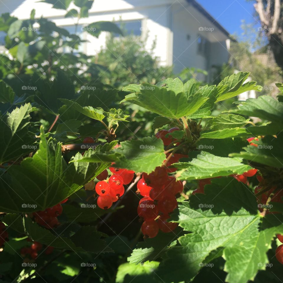 Scandinavian redcurrants