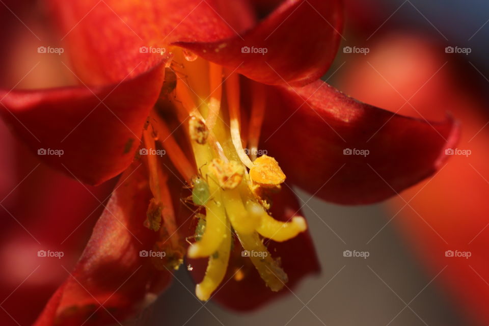 Red Succulent flower 