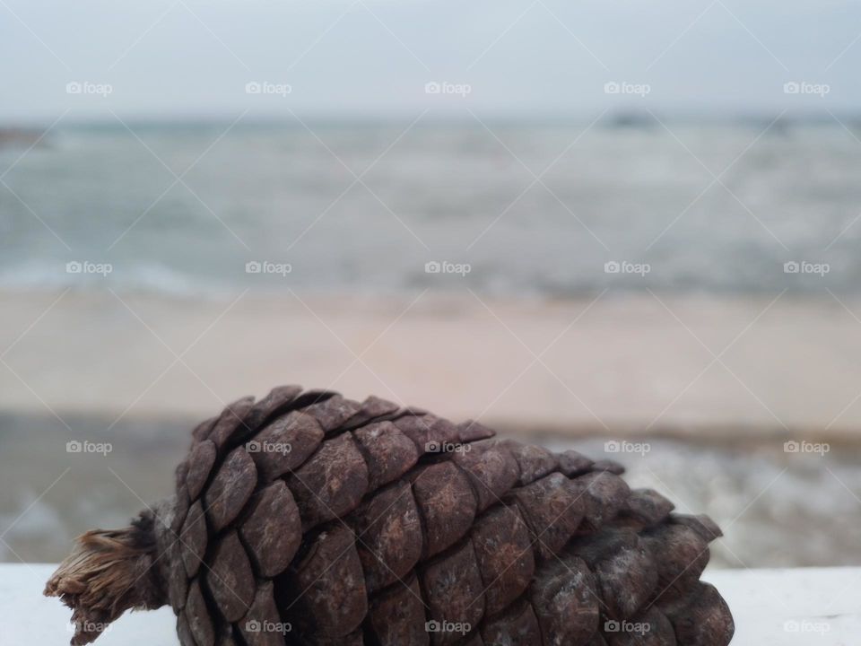 Pine cone on the beach in September