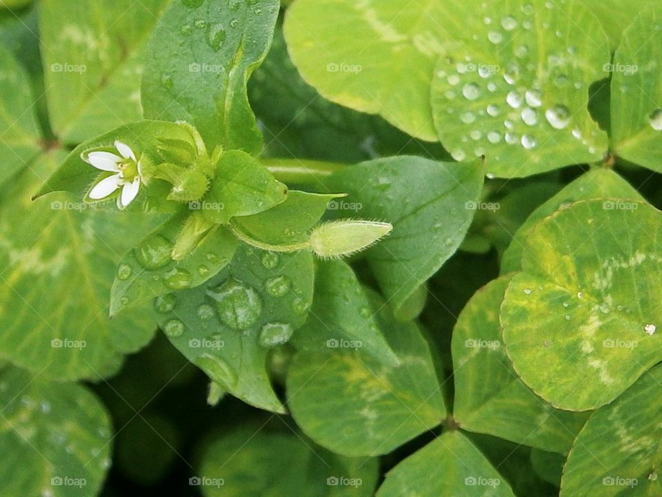 white flower