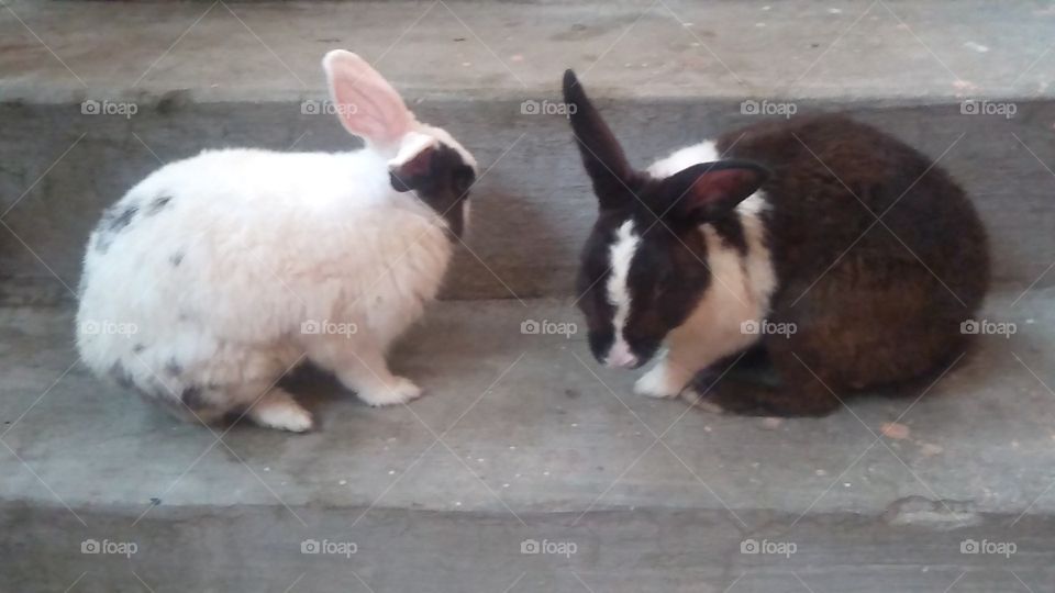 White and Black Rabbit UP India