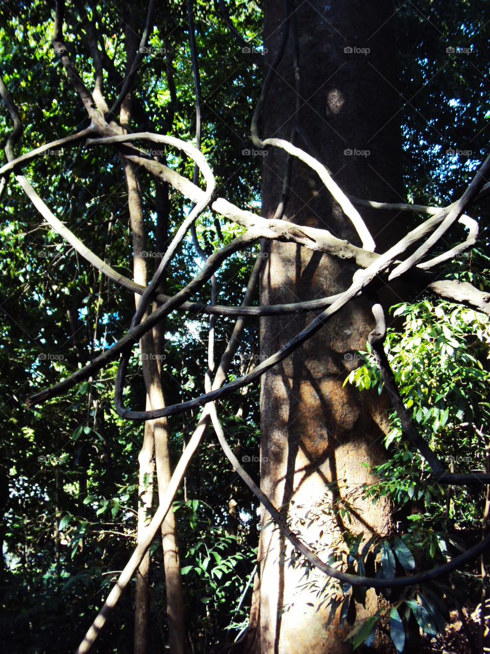 The shadow of the branches in the sunshine.