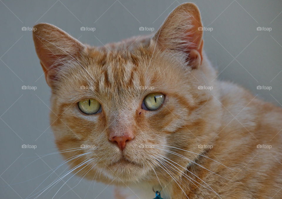 Ginger cat that looks like Garfield the cartoon cat
