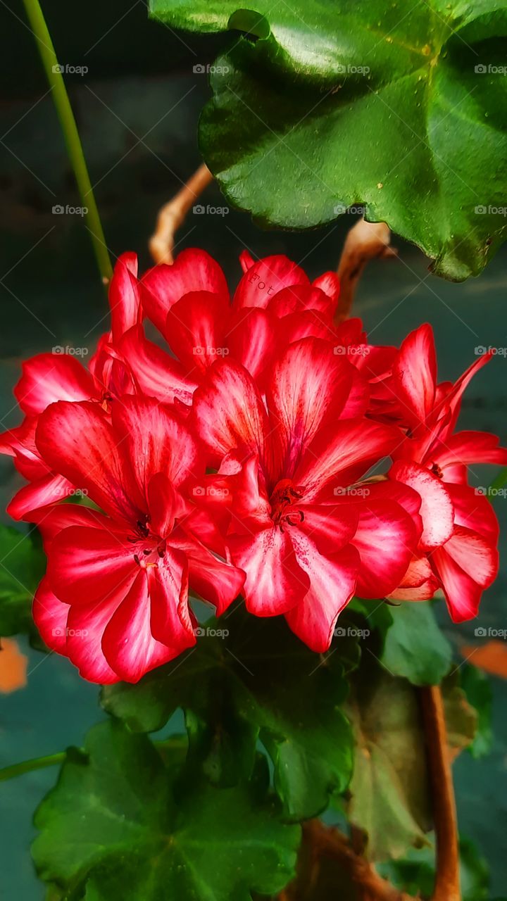 Red flower,flower,nature,plant,floral,garden,colorful,red,spring,summer,blossom,botany