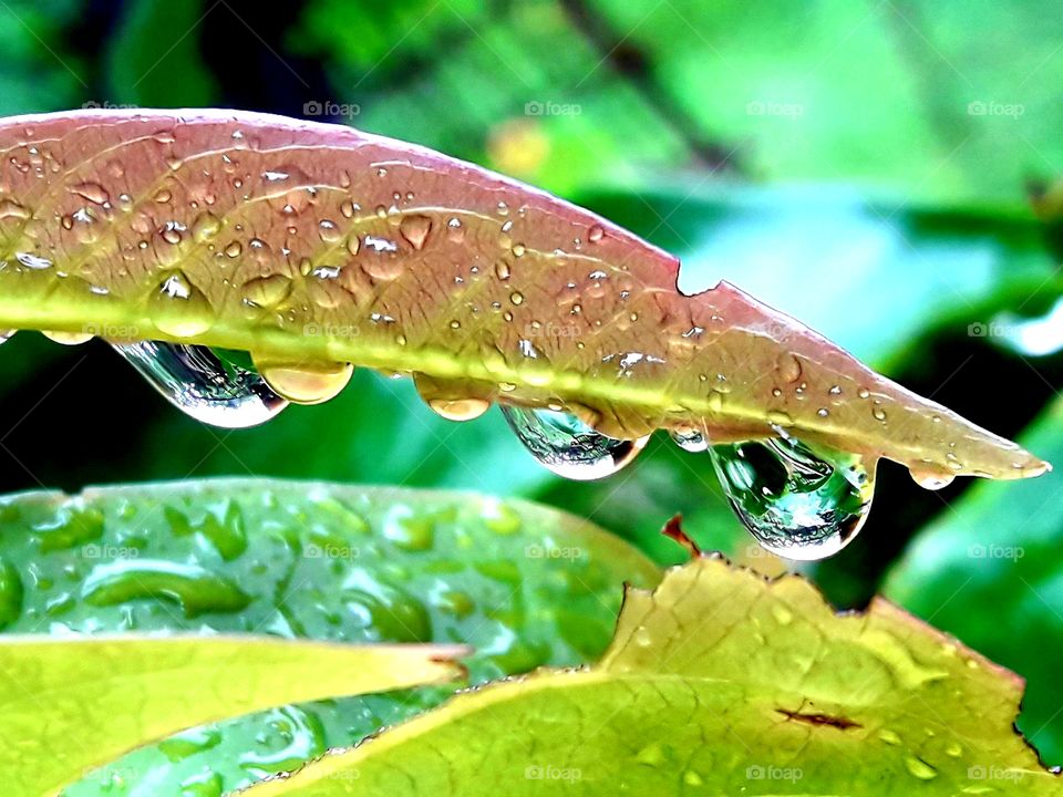 Rain droplets on beautiful baby leafs