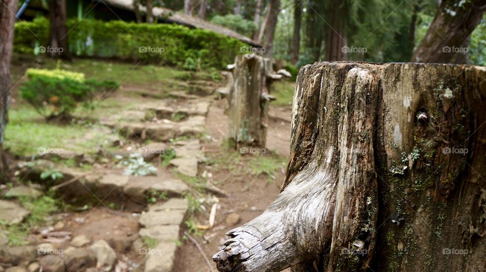 Tree trunk of botanical garden - Sri Lanka