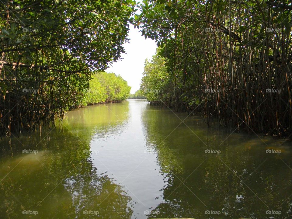 mangrove forest