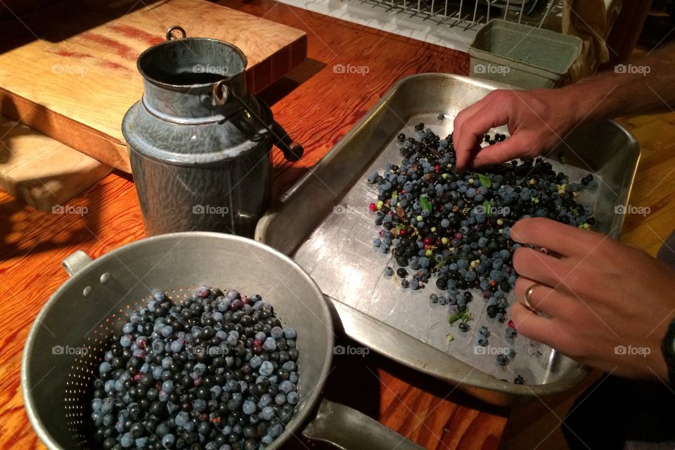 Blueberry harvest
