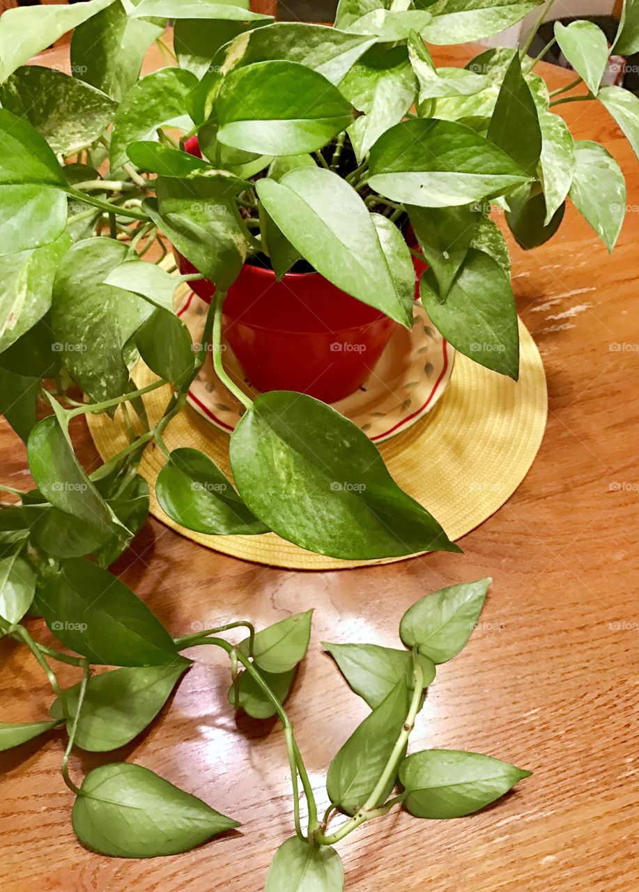 Plant on Table